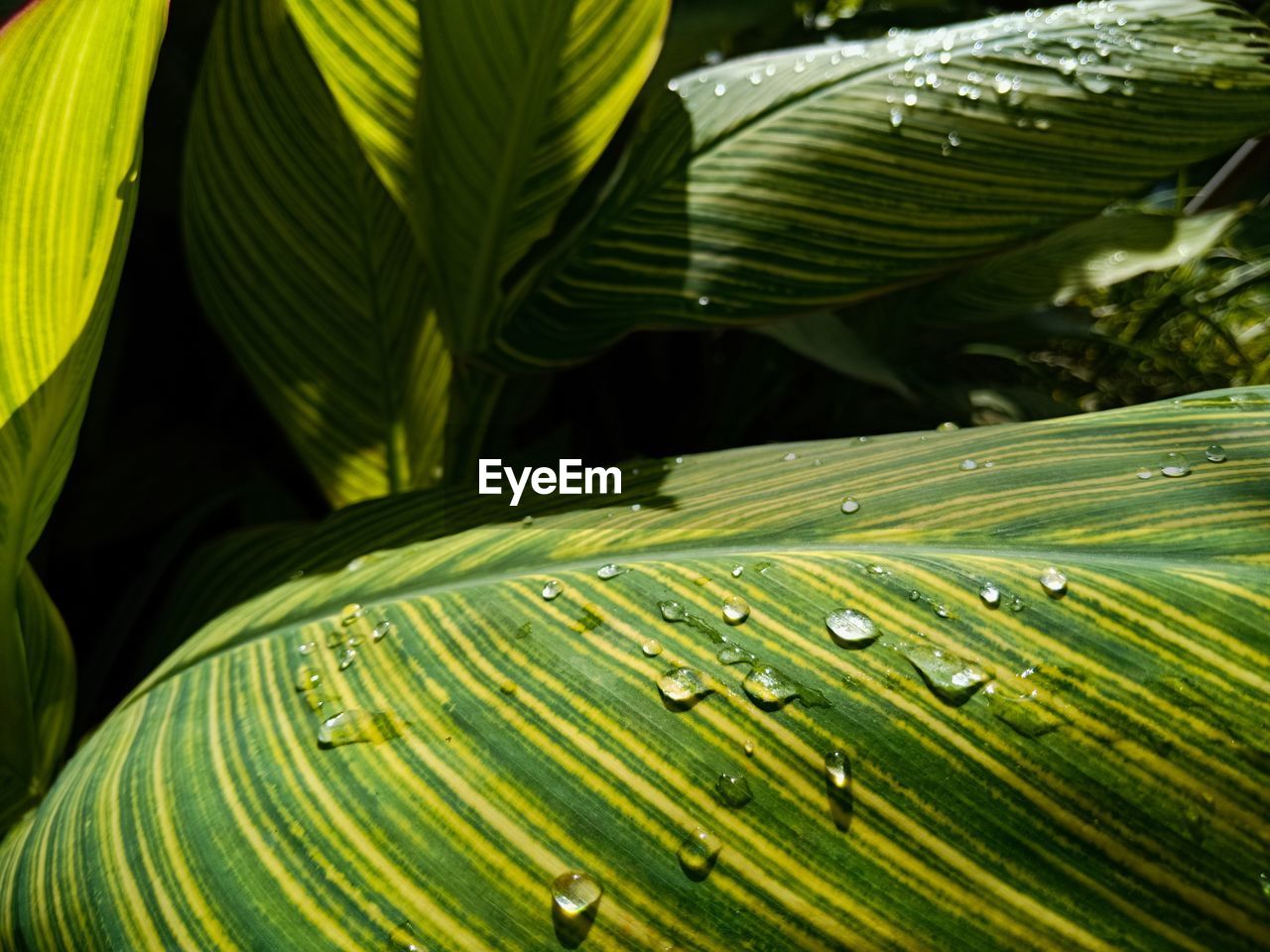 Close-up of raindrops on green leaves