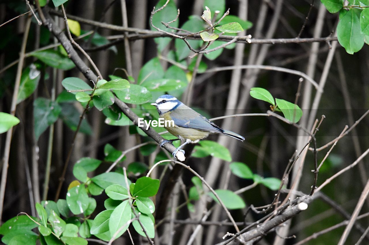 Bird perching on a branch