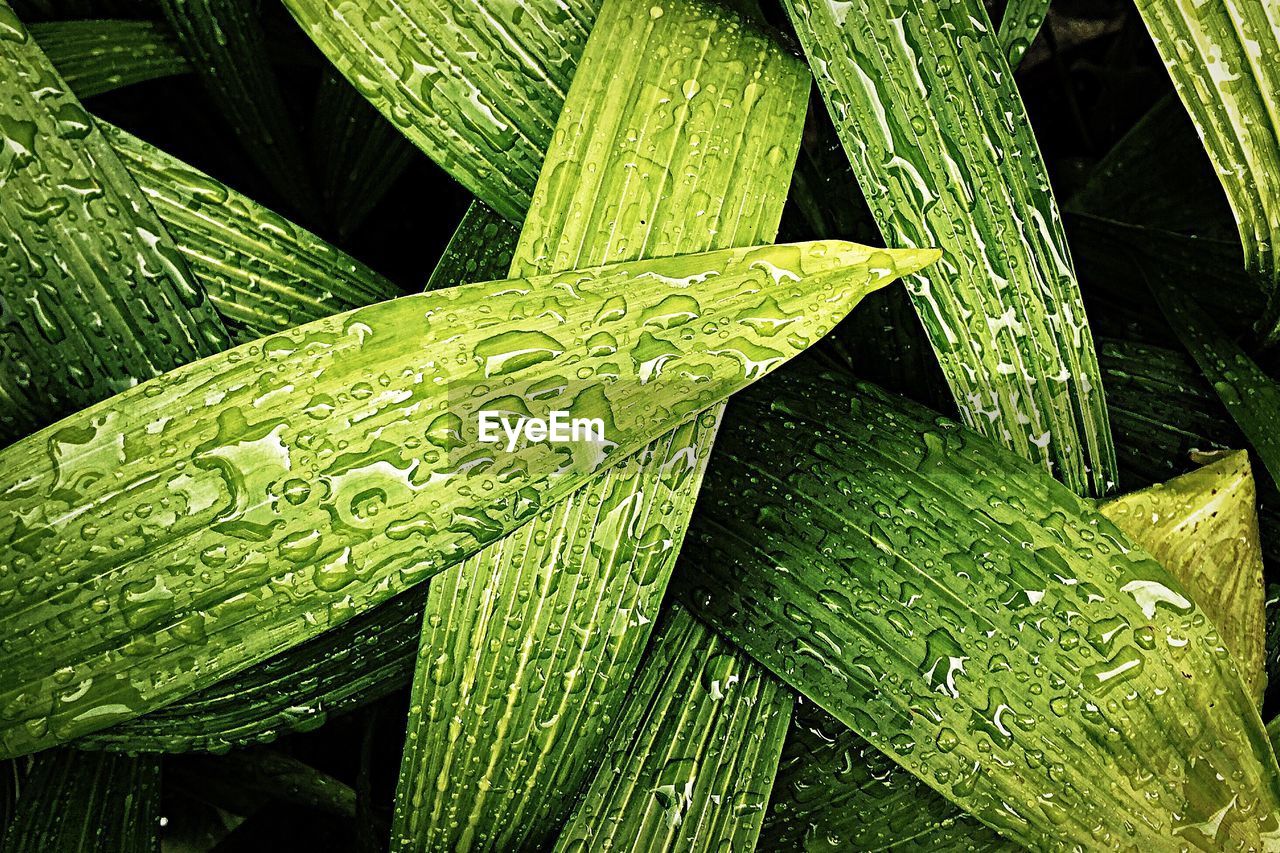 Full frame shot of raindrops on plants