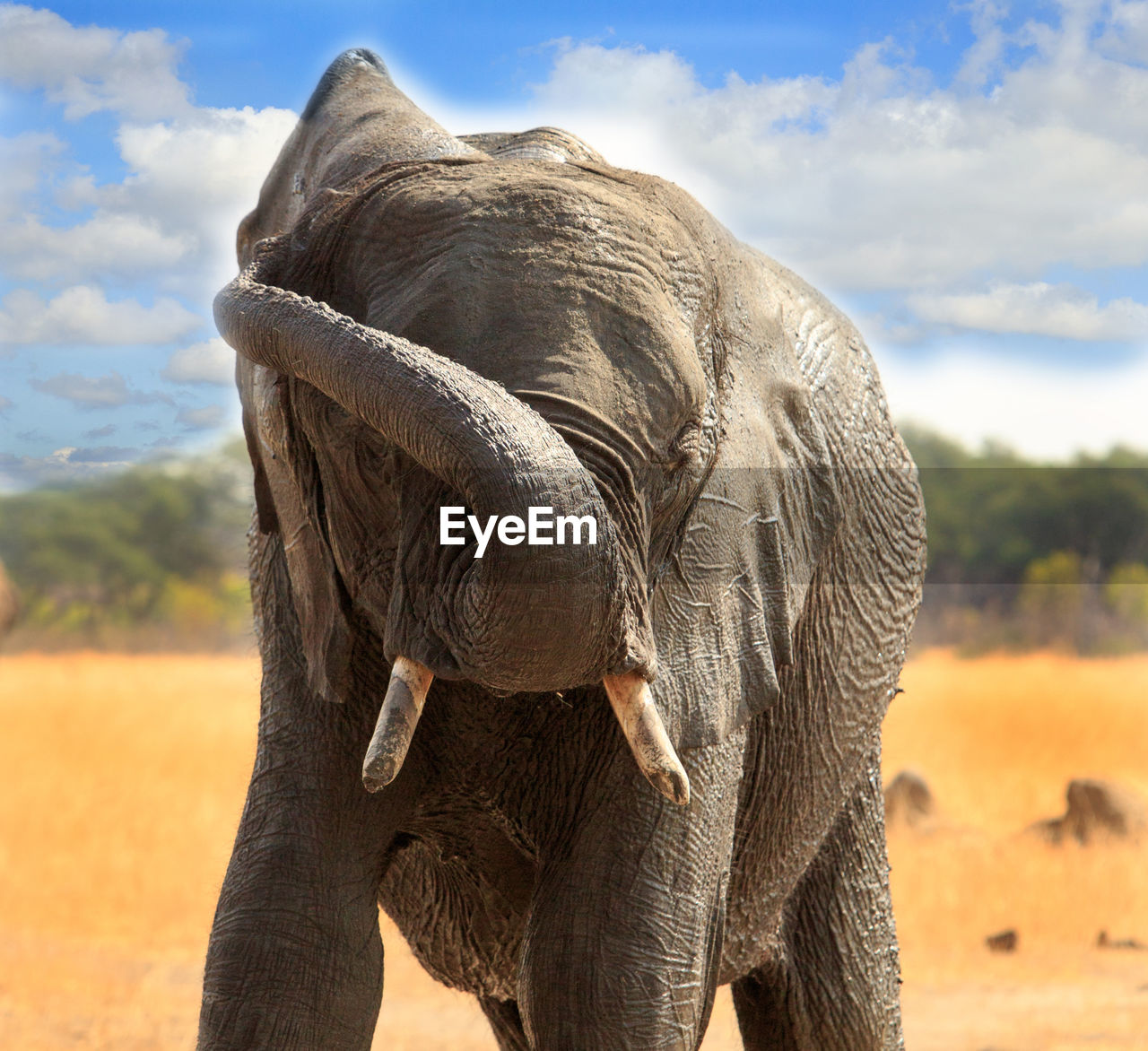 Close-up of elephant on field against sky