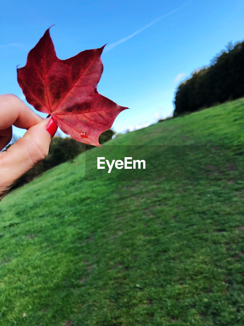 Cropped hand holding maple leaf on field