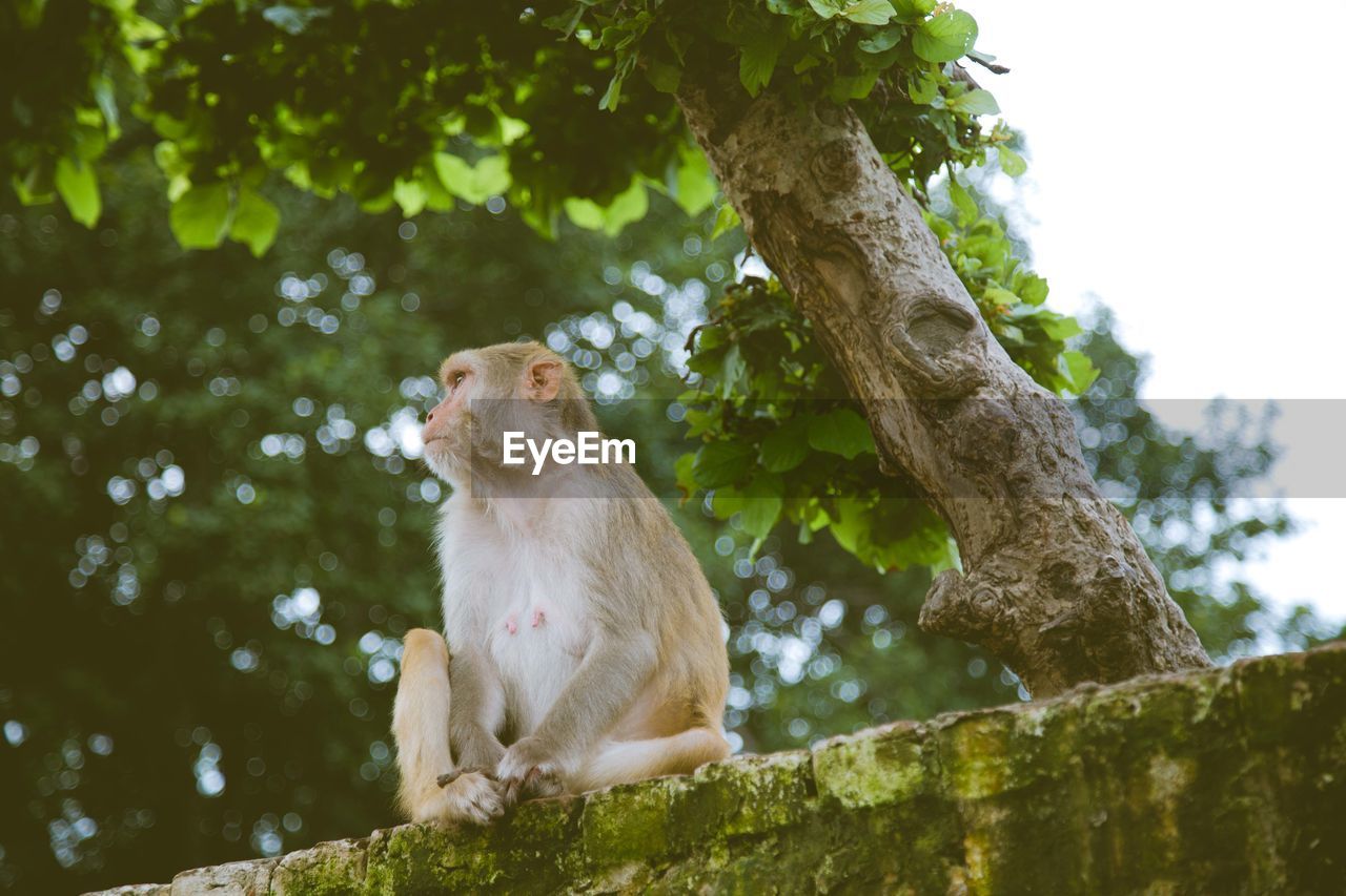 LOW ANGLE VIEW OF MONKEY SITTING ON TREE AGAINST BLURRED BACKGROUND