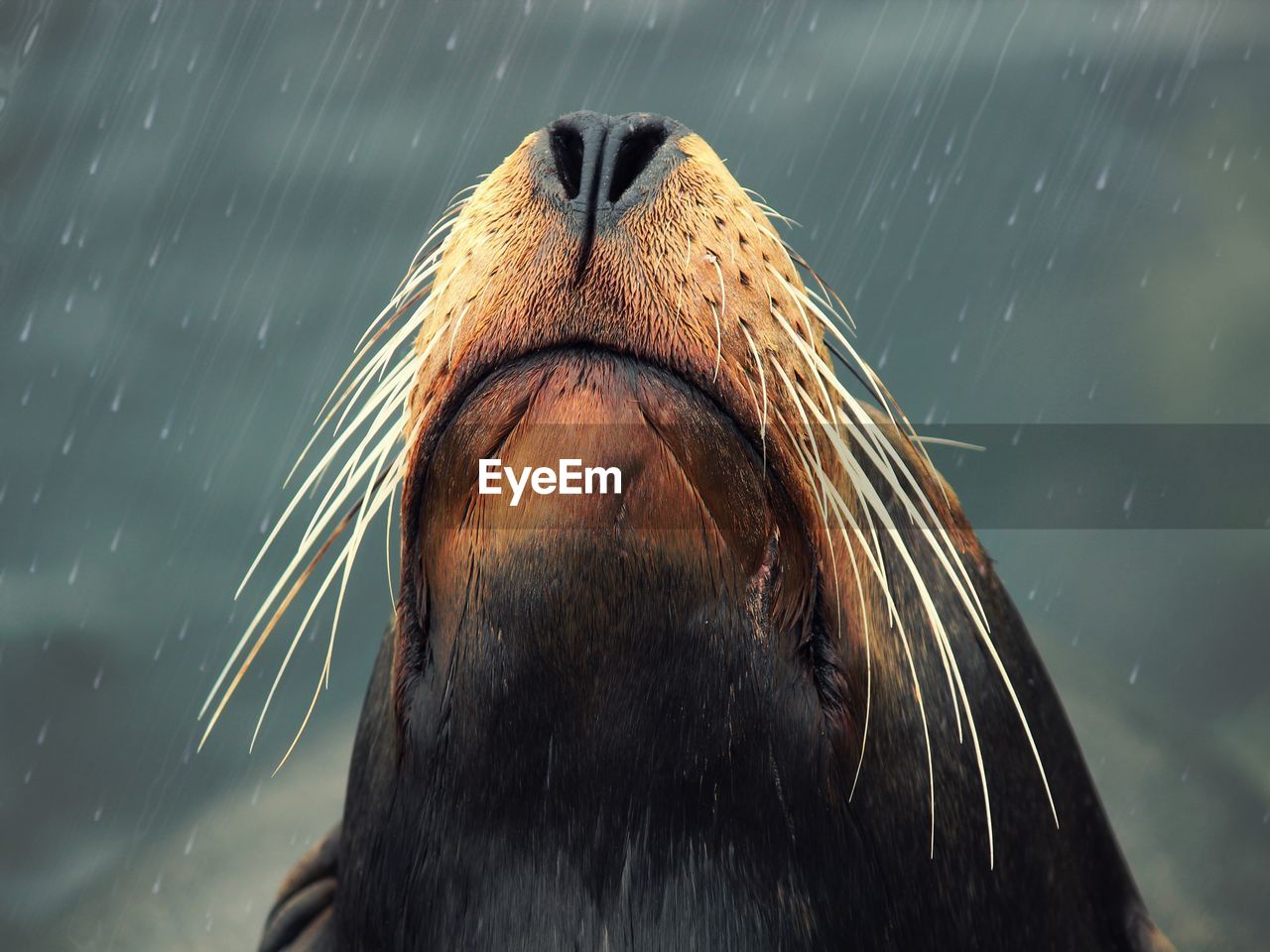 Close-up of sea lion in rainy season