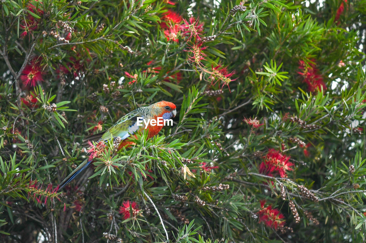 BIRD PERCHING ON A TREE