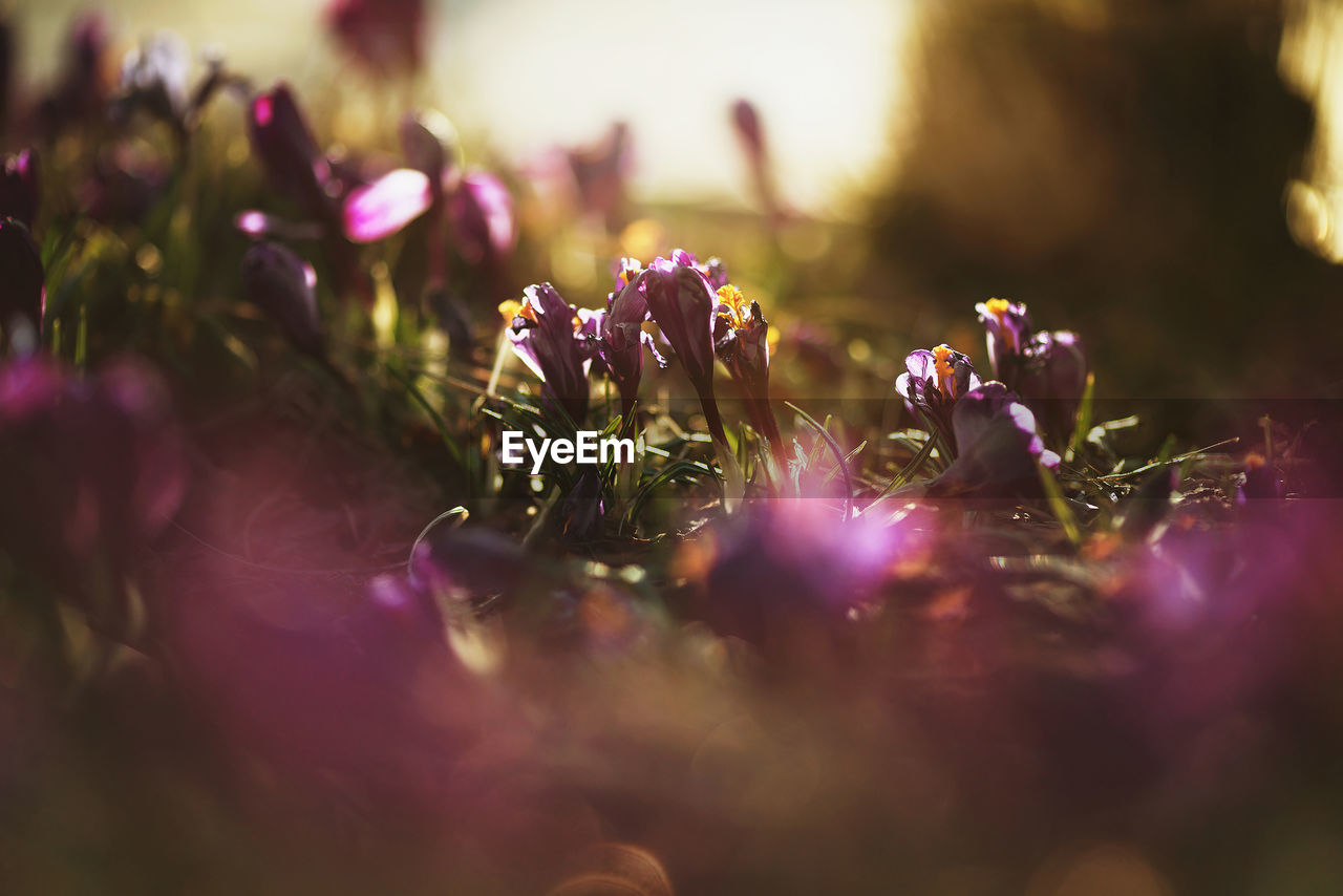 CLOSE-UP OF PURPLE FLOWERING PLANTS