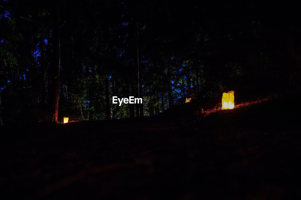 VIEW OF ILLUMINATED TREES IN FOREST AT NIGHT