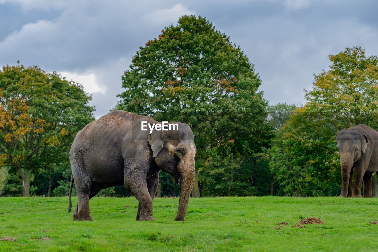 Elephants standing on field against sky
