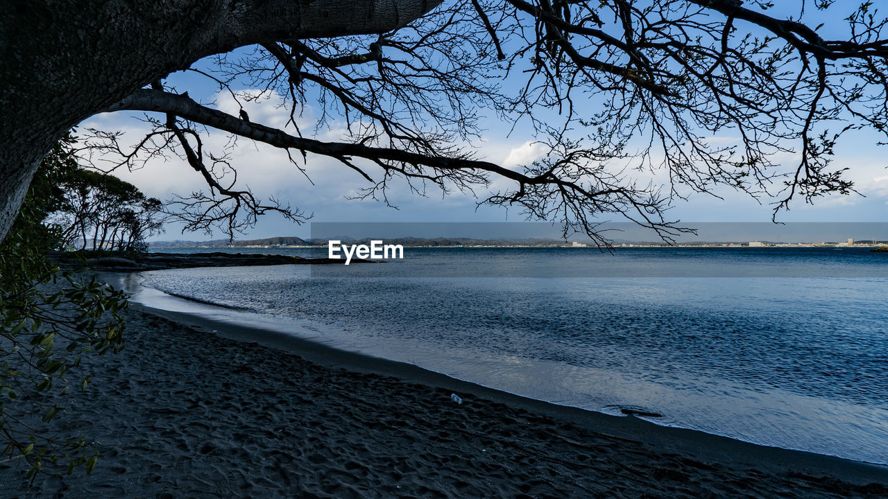 BARE TREES ON BEACH AGAINST SKY