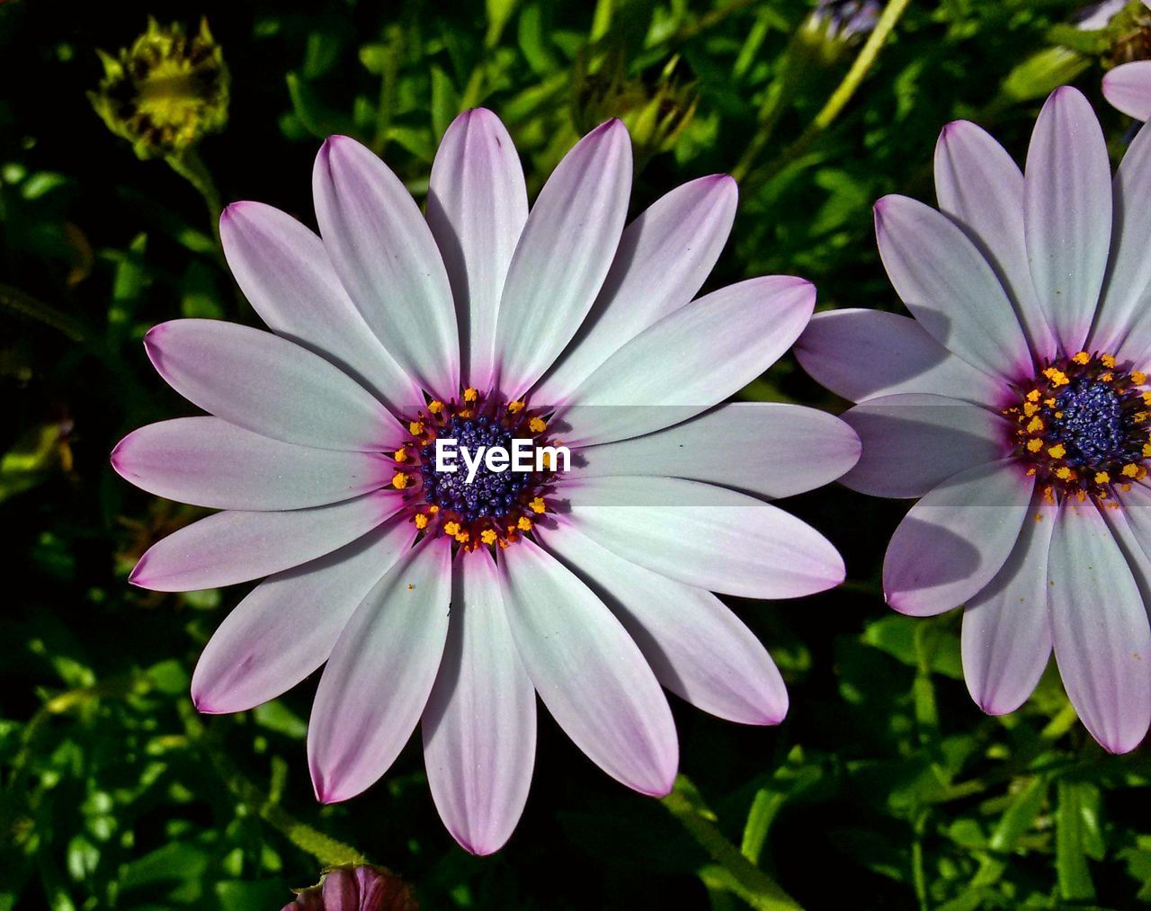 Close-up of pink daisy flowers