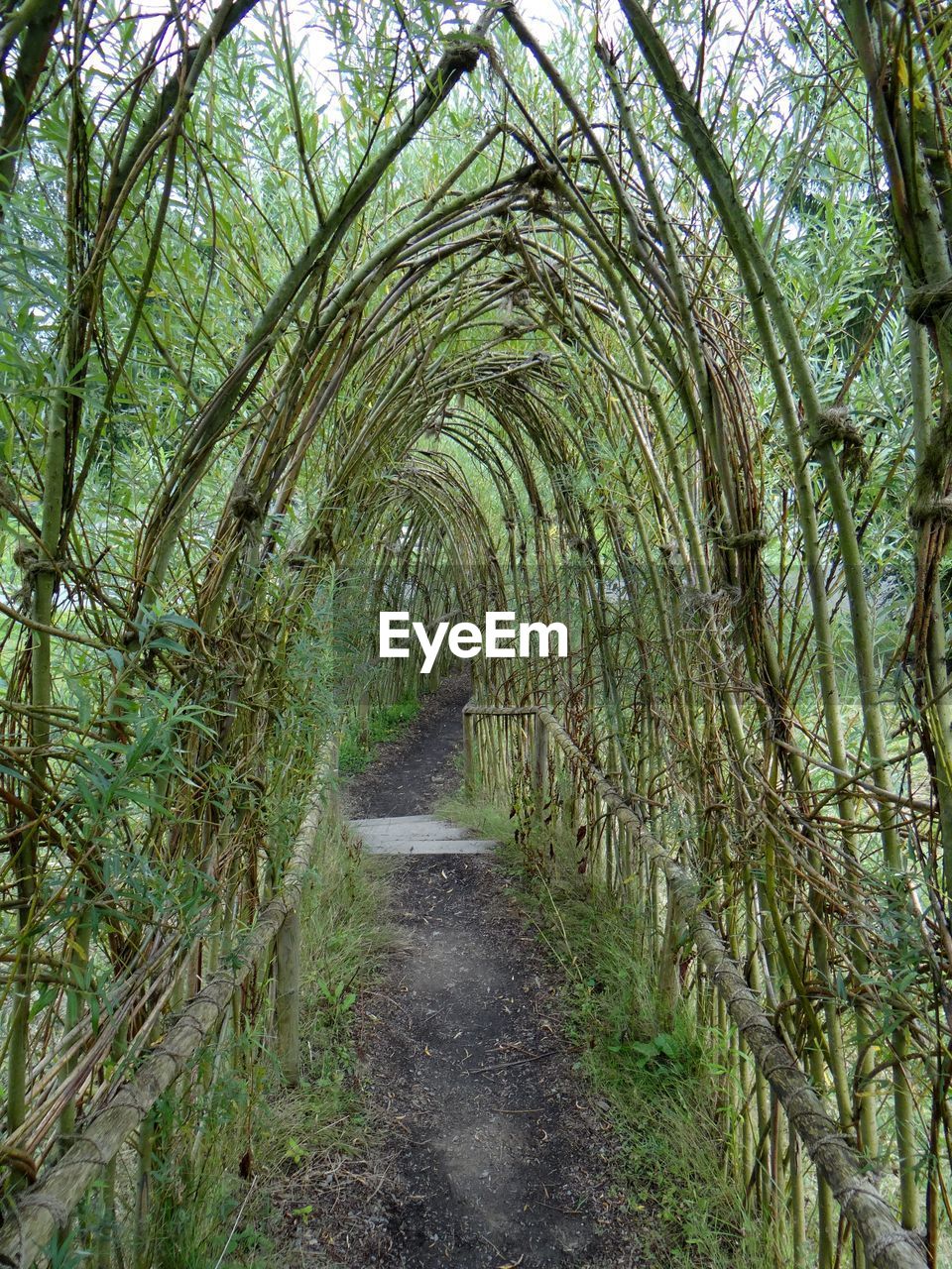 Walkway amidst trees