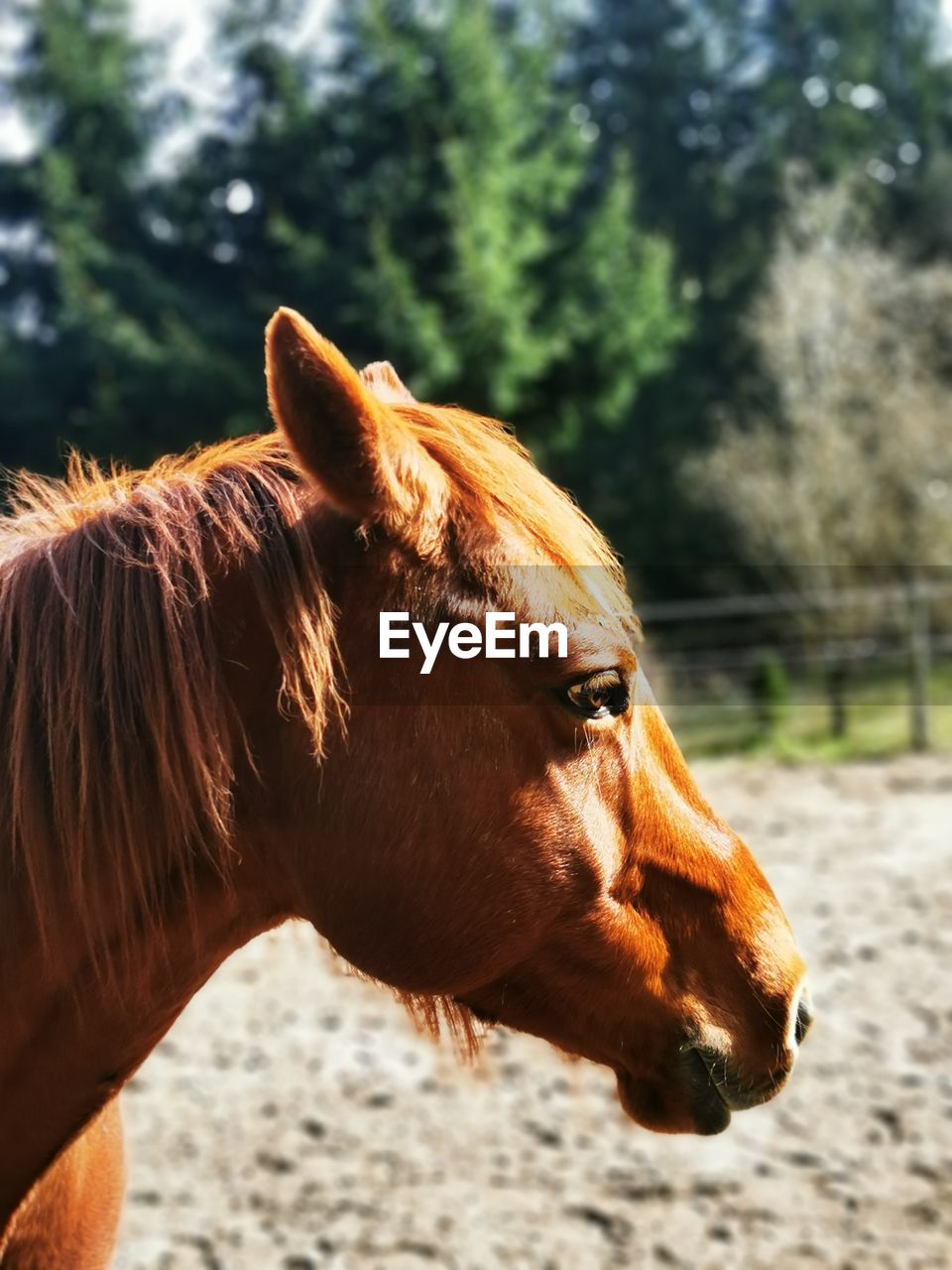 Close-up of a horse in ranch