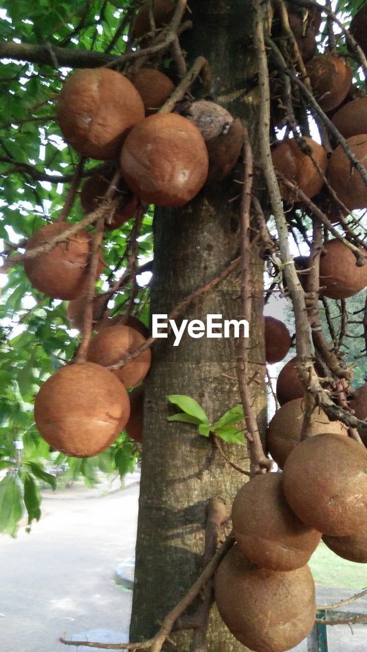 CLOSE-UP OF FRUITS