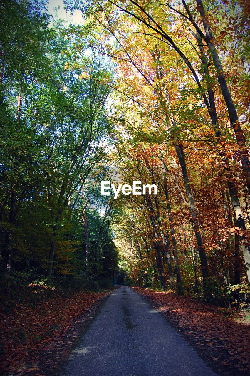 Road amidst autumn trees