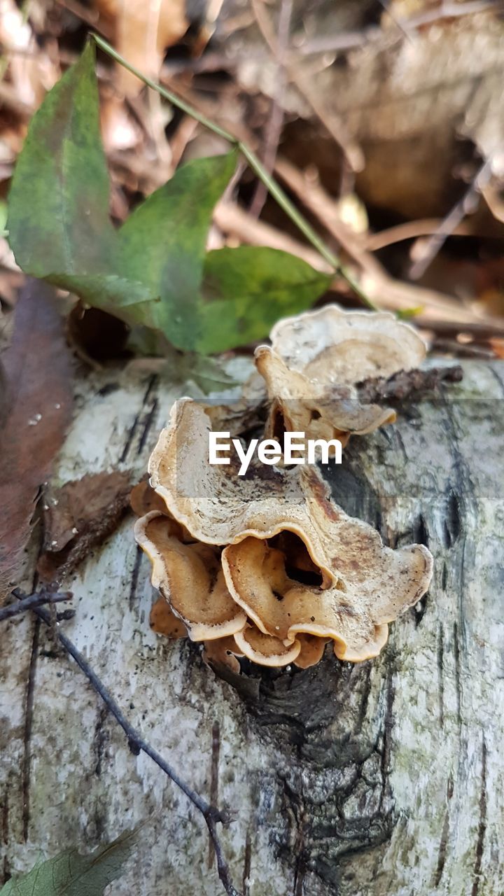 CLOSE UP OF FUNGUS