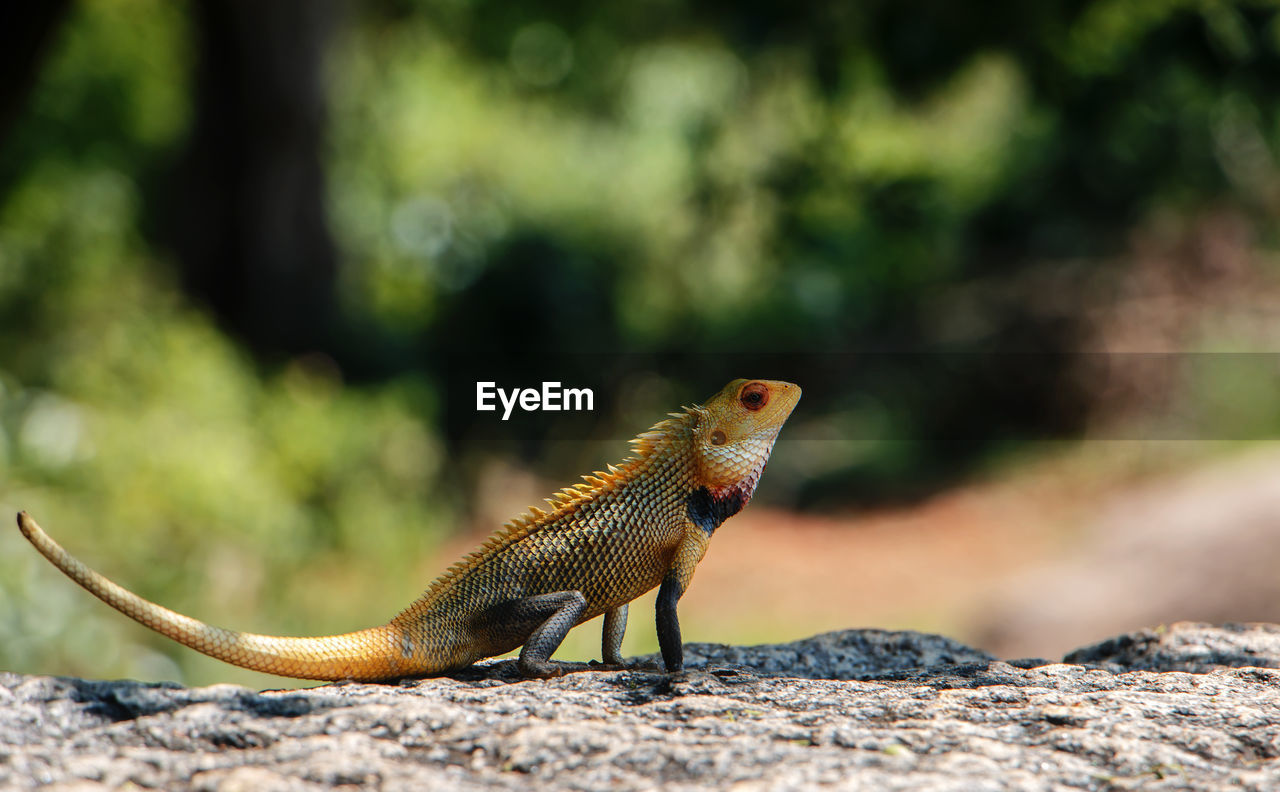Oriental garden lizard