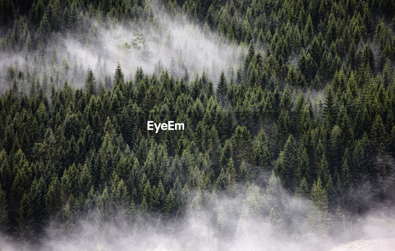 High angle view of trees growing in forest during foggy weather