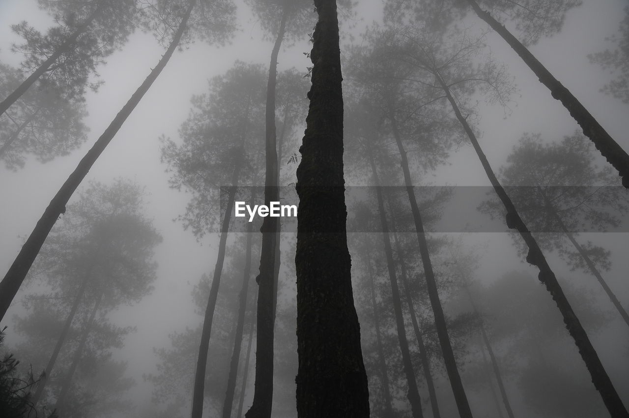 Low angle view of trees in forest against sky