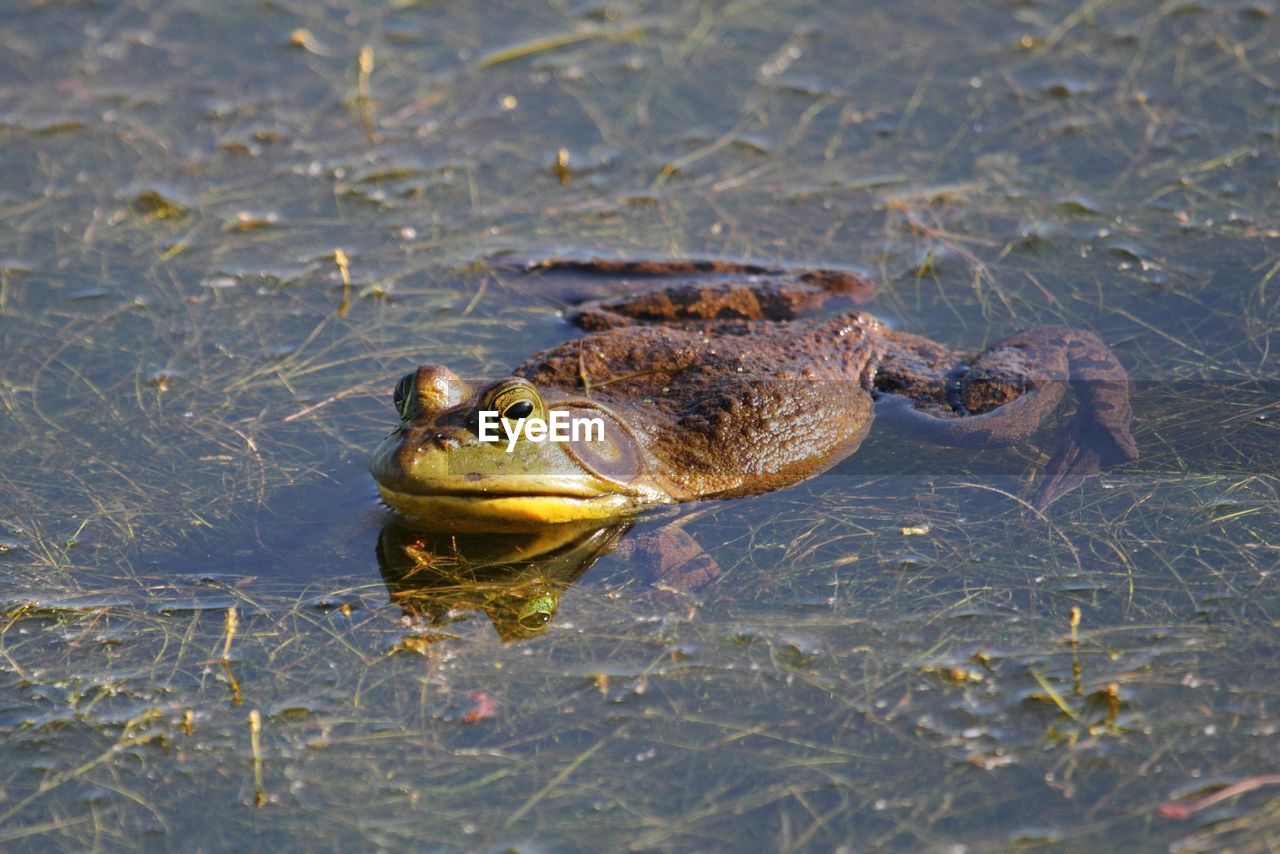 CLOSE-UP OF FROG IN WATER
