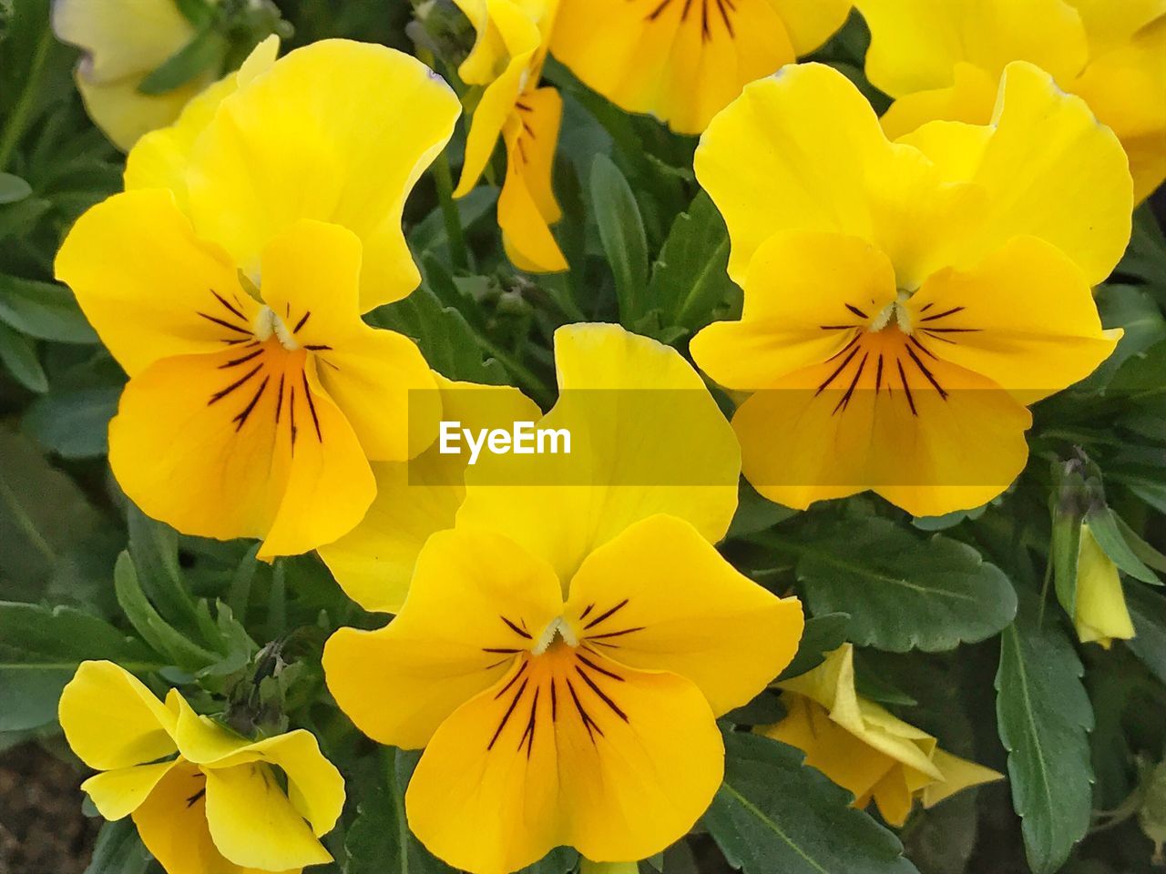 Close-up of yellow flowers