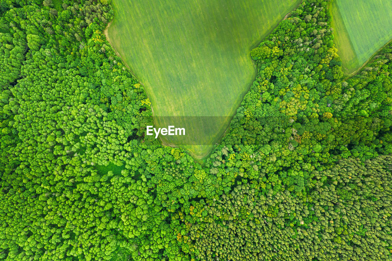 high angle view of plants