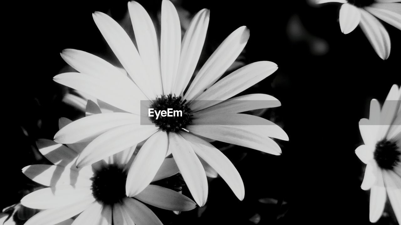 CLOSE-UP OF OSTEOSPERMUM BLOOMING OUTDOORS