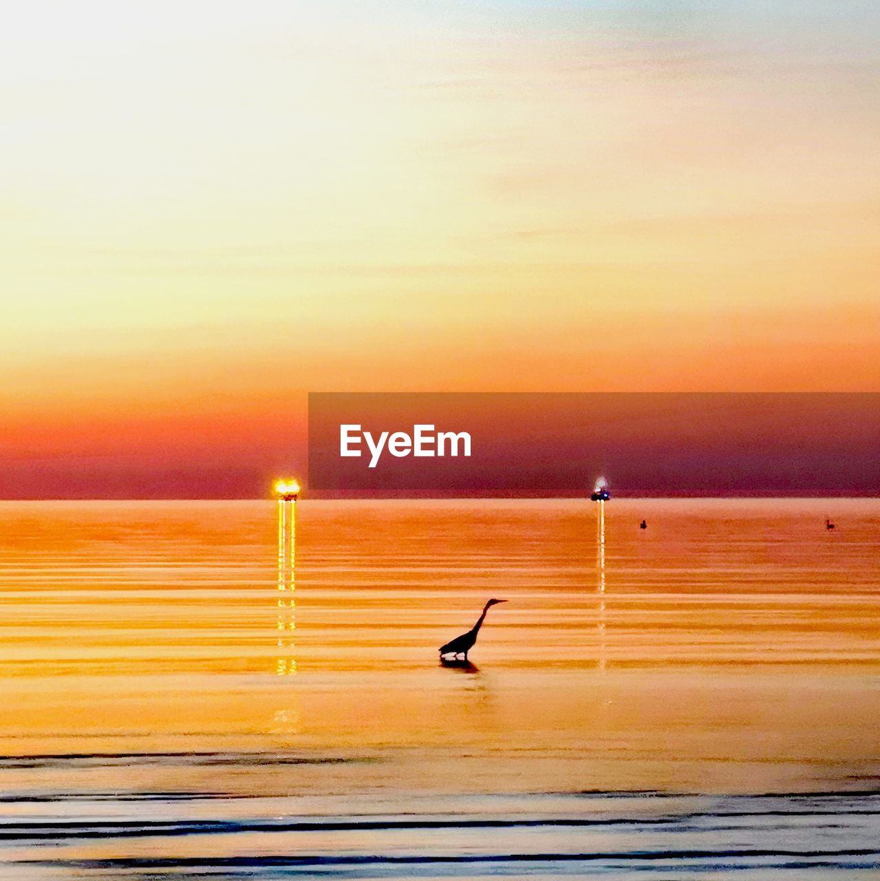 BIRD FLYING OVER SEA AGAINST ORANGE SKY