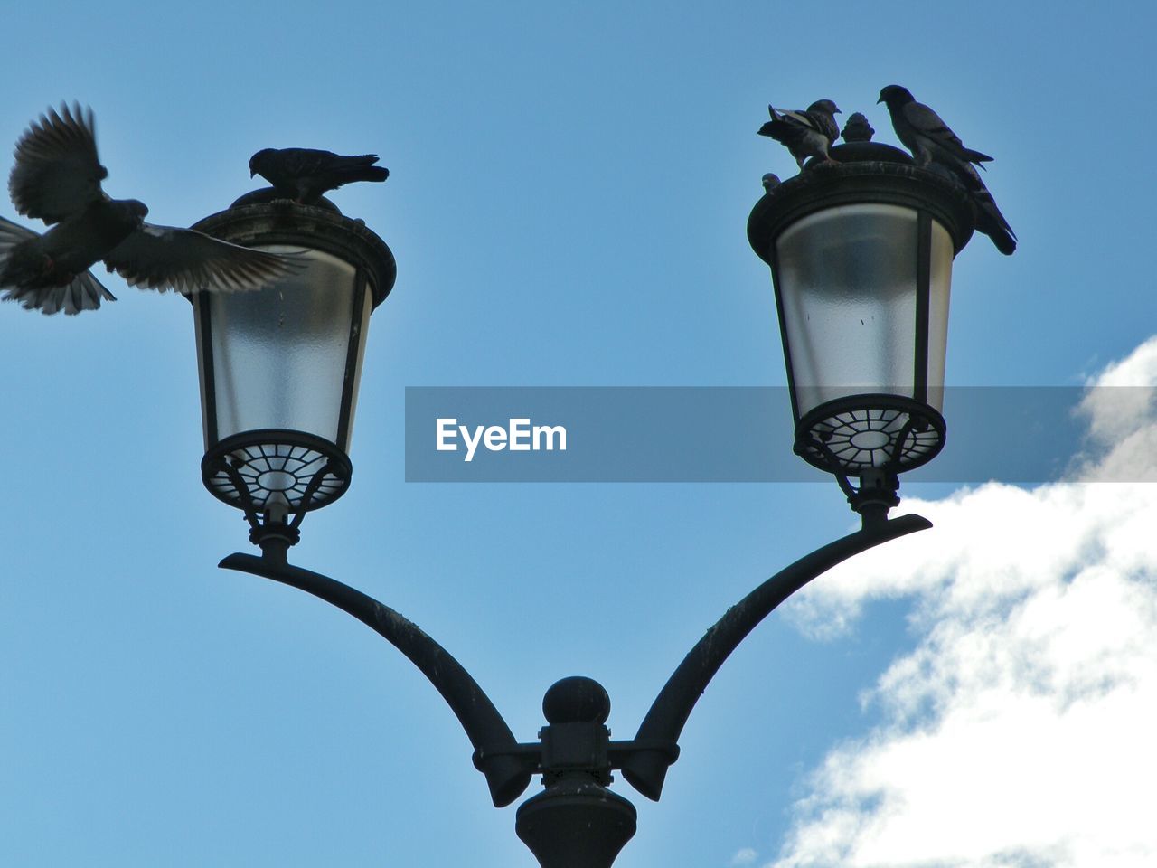 Low angle view of pigeons on street lamps