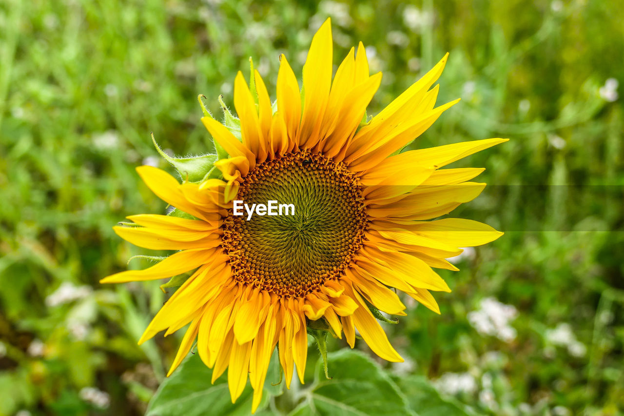 CLOSE-UP OF YELLOW FLOWER