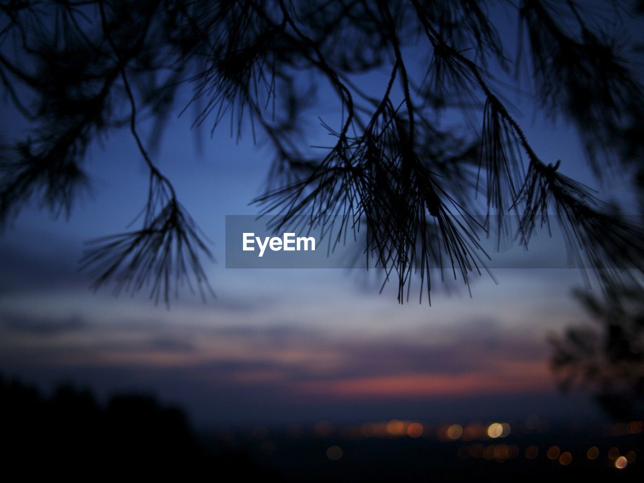 SILHOUETTE OF TREES AGAINST CLOUDY SKY