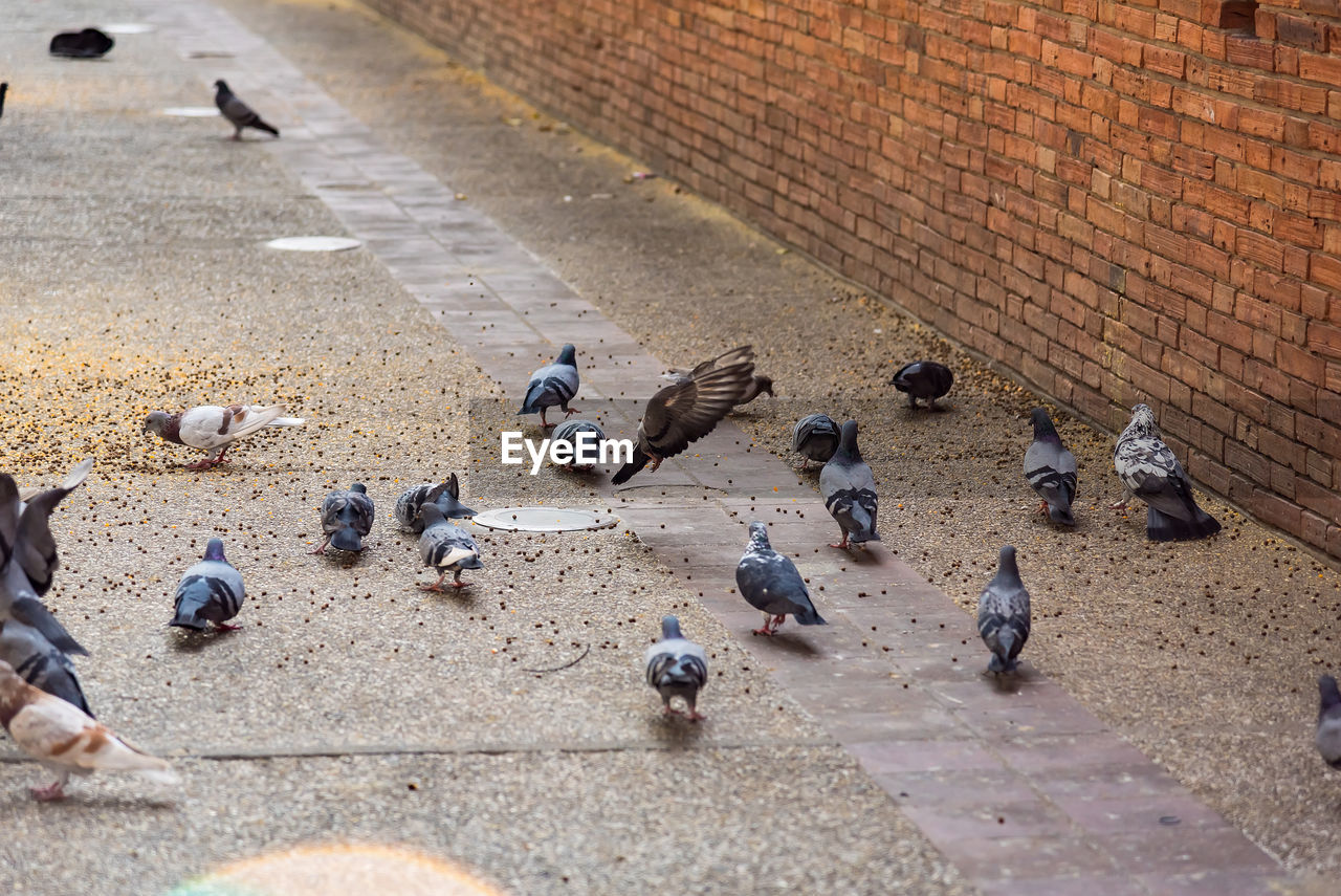 HIGH ANGLE VIEW OF PIGEONS ON STREET