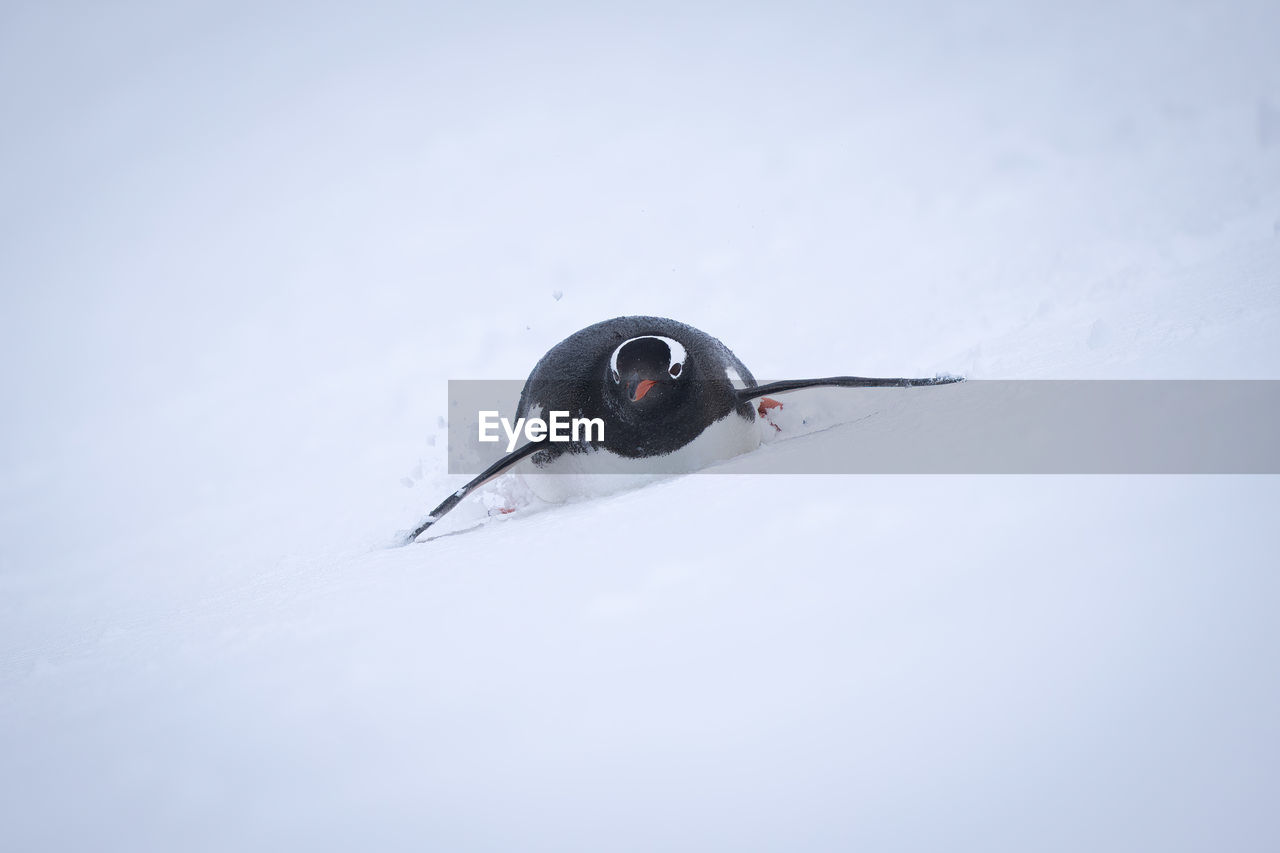 Gentoo penguin descends snowy slope on belly