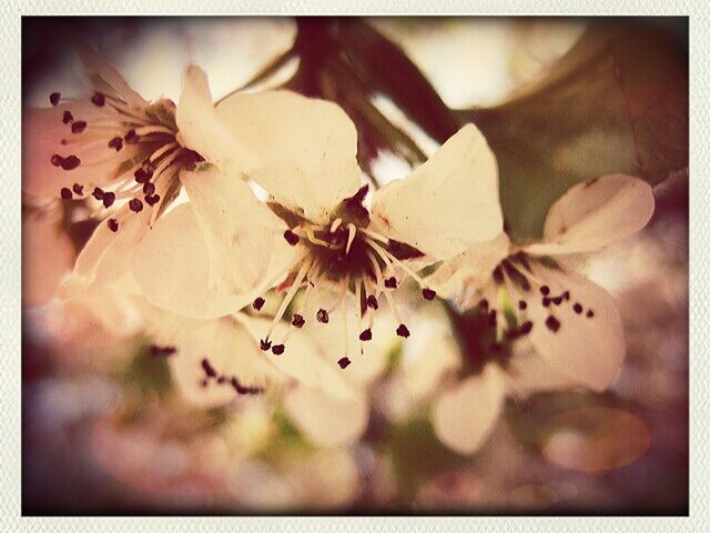 Close-up of flowers