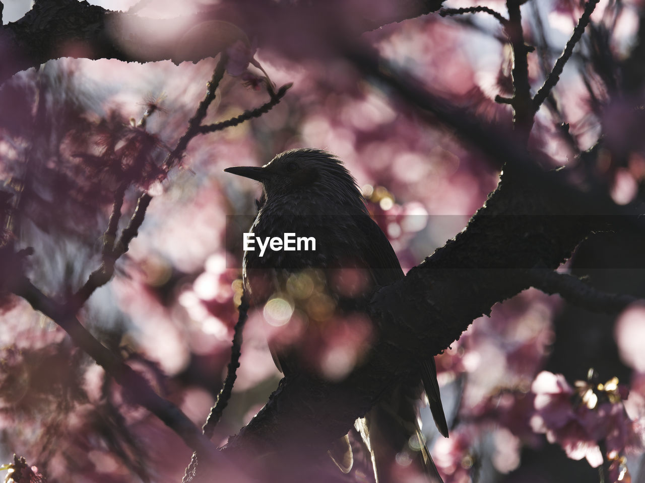 low angle view of bird perching on tree against sky