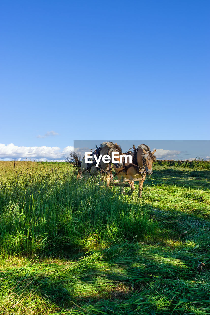 Draw horses in haymaking in a field