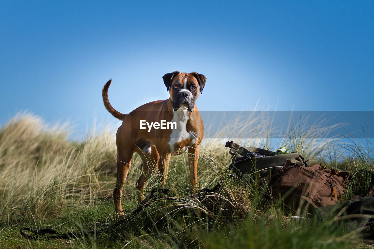 PORTRAIT OF A DOG ON FIELD