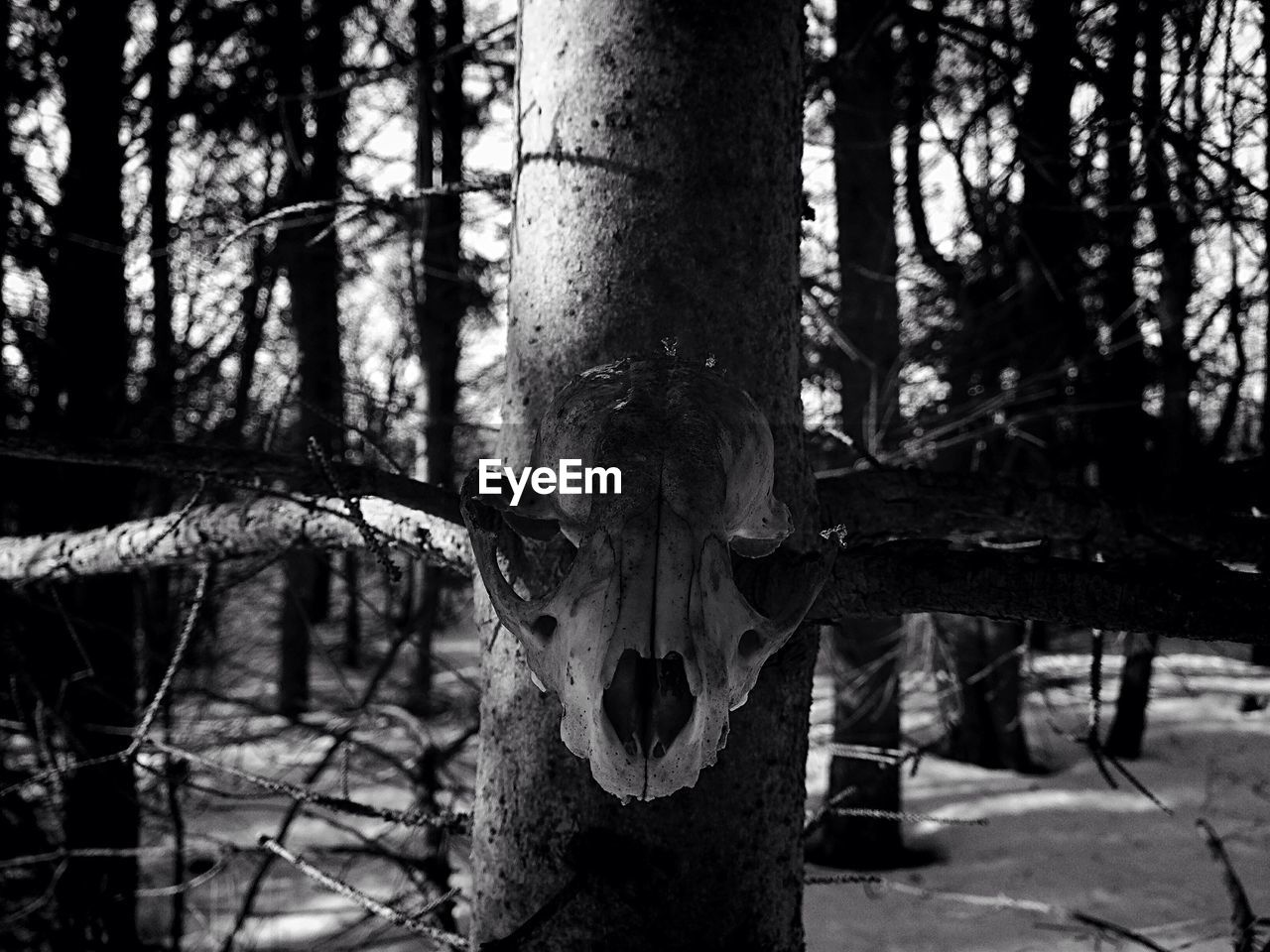 Close-up of animal skull on tree trunk