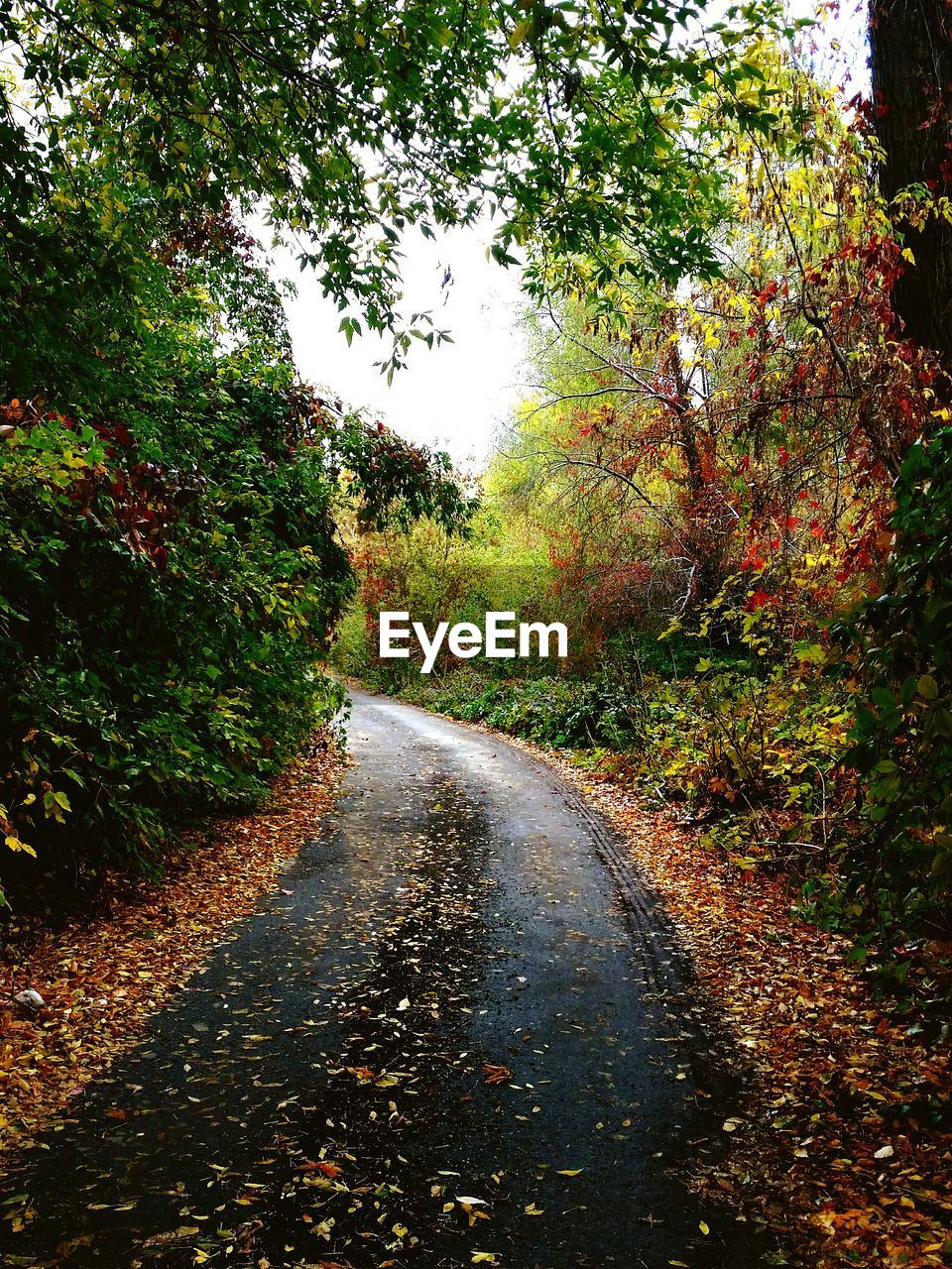 Road amidst trees in forest during autumn