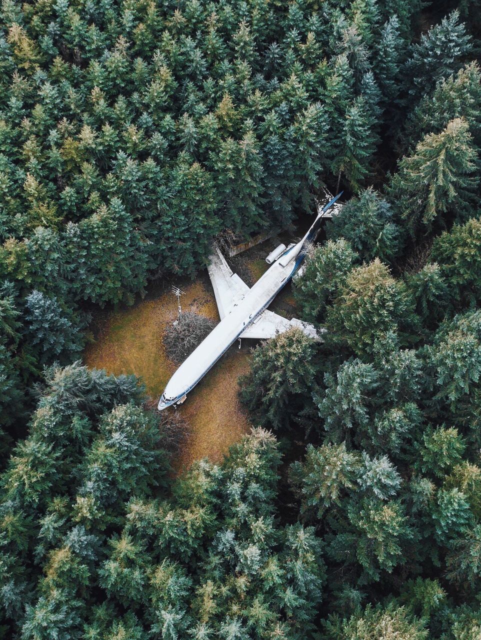 Aerial view of abandoned airplane amidst trees