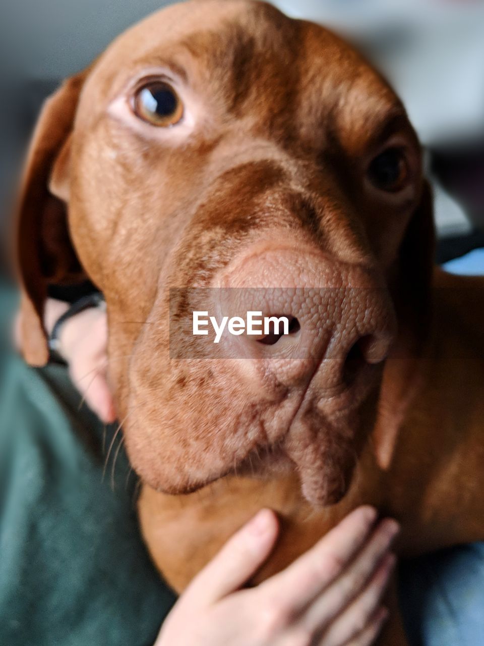 Close-up portrait of dog