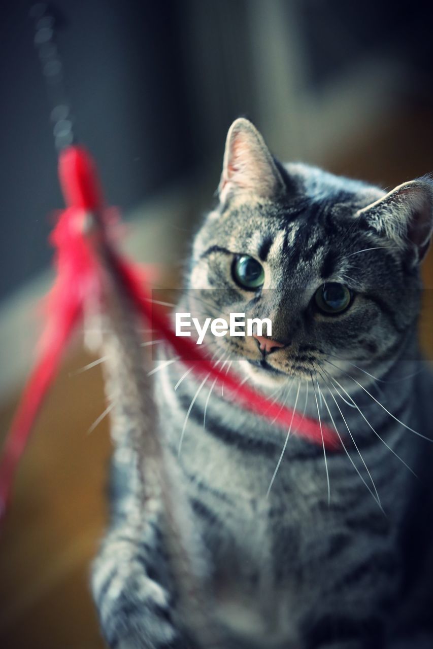 Close-up of a cat playing with a toy