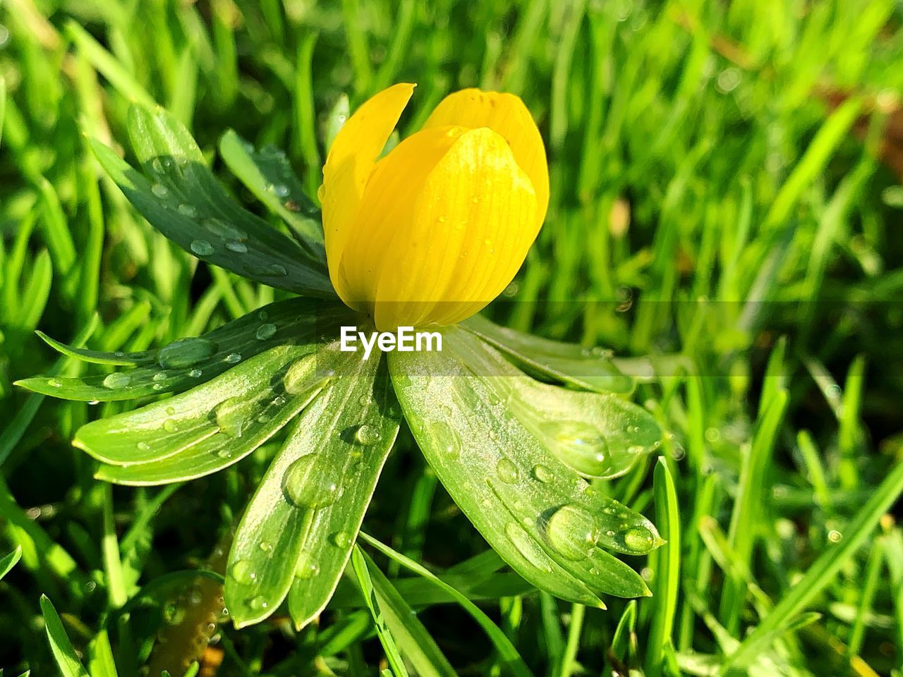 CLOSE-UP OF RAINDROPS ON WET YELLOW ROSE