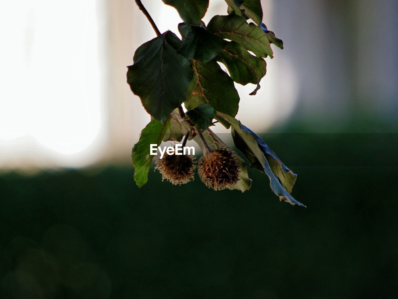 CLOSE-UP OF FLOWER