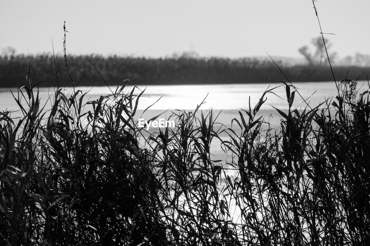 GRASS BY LAKE AGAINST SKY