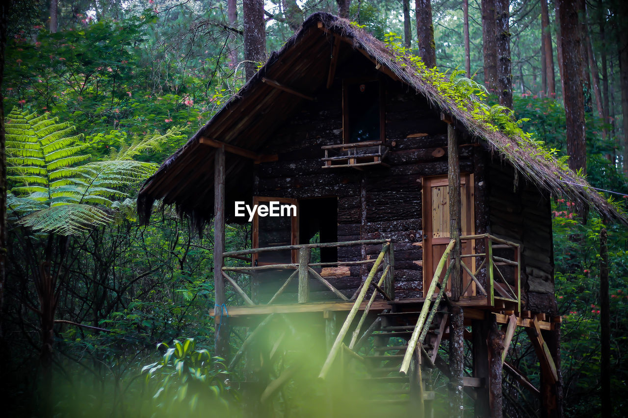 Abandoned house amidst trees in forest