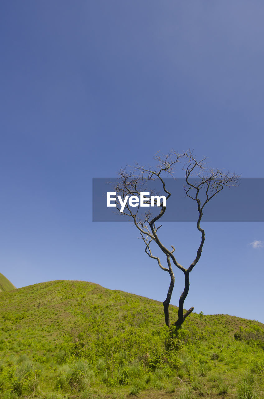 Bare tree on field against clear blue sky