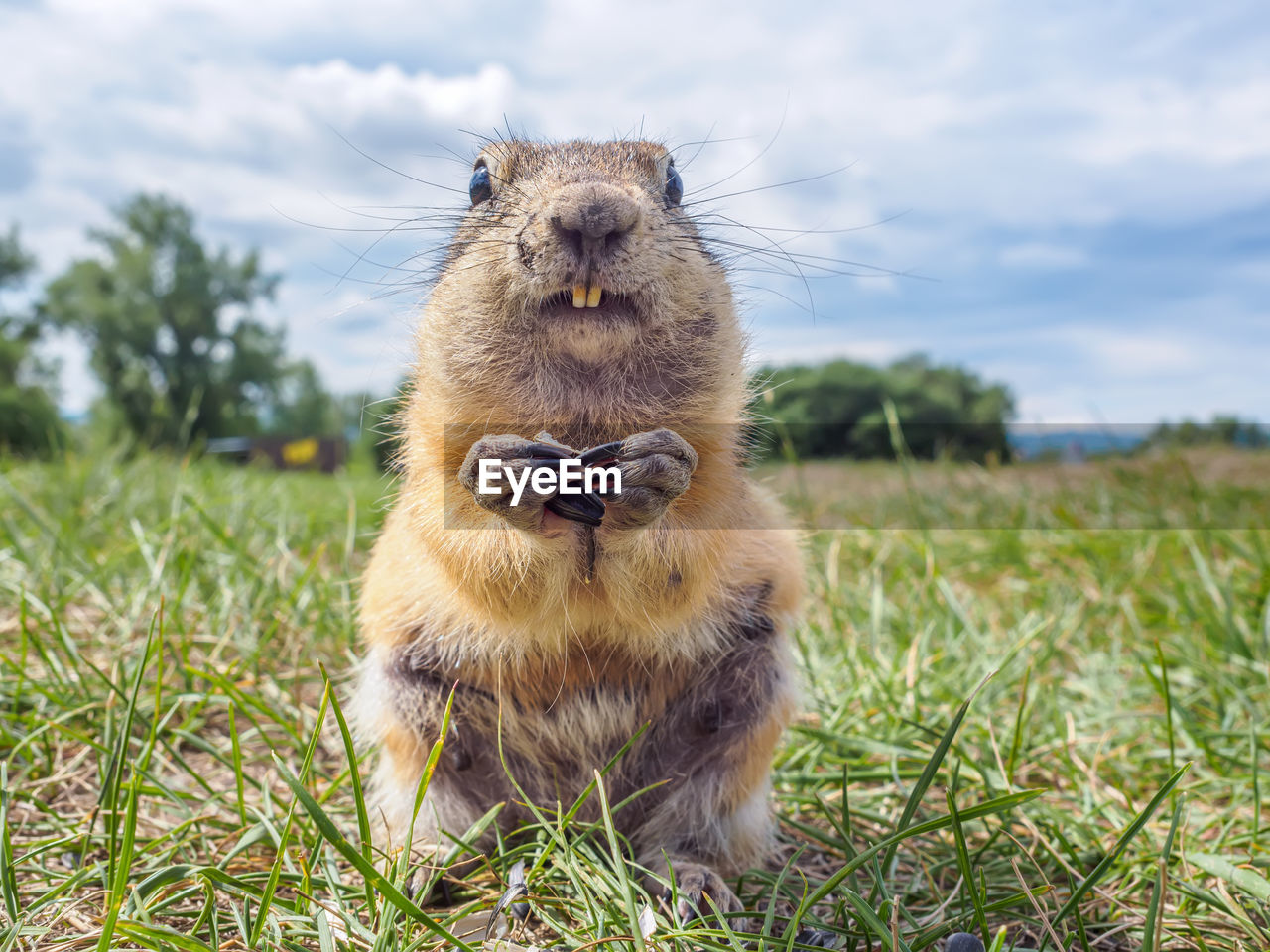 animal themes, animal, mammal, animal wildlife, one animal, grass, wildlife, nature, plant, prairie dog, portrait, no people, sky, looking at camera, cloud, outdoors, rodent, squirrel, day, front view, cute, pet, whiskers, land, focus on foreground
