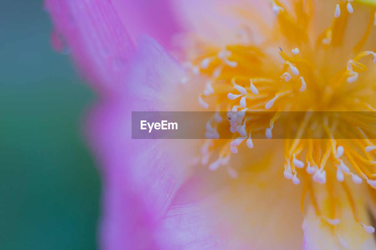 close-up of purple flower