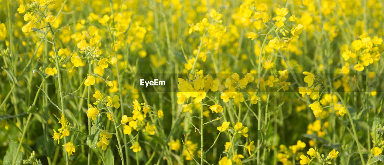 CLOSE-UP OF YELLOW FLOWERS