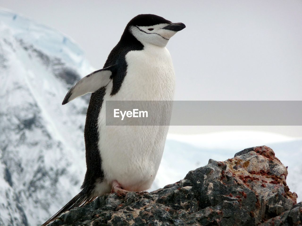 Close-up of chinstrap penguin on rock