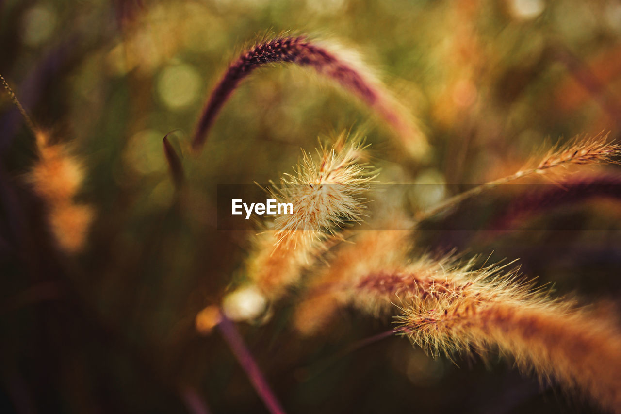 Close-up of dandelion flower